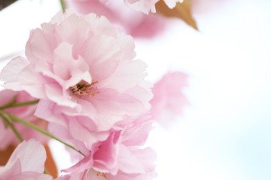 Photo of Beautiful pink flowers of blossoming sakura tree outdoors, closeup. Space for text