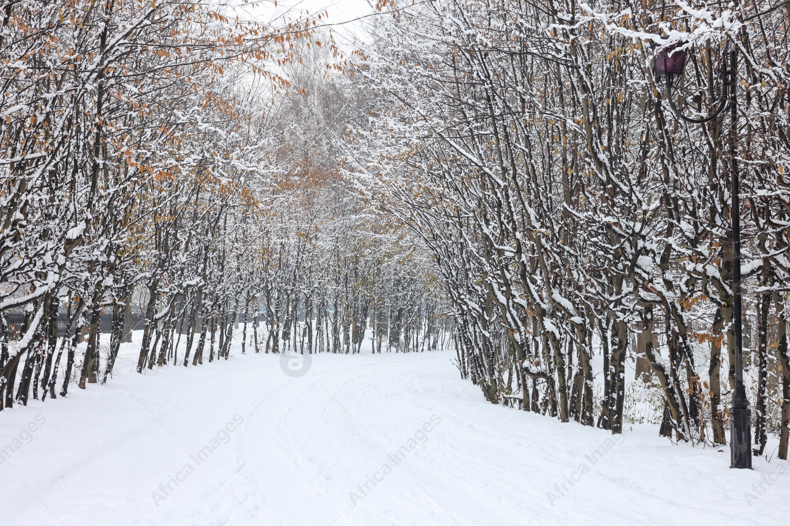 Photo of Trees covered with snow in winter park