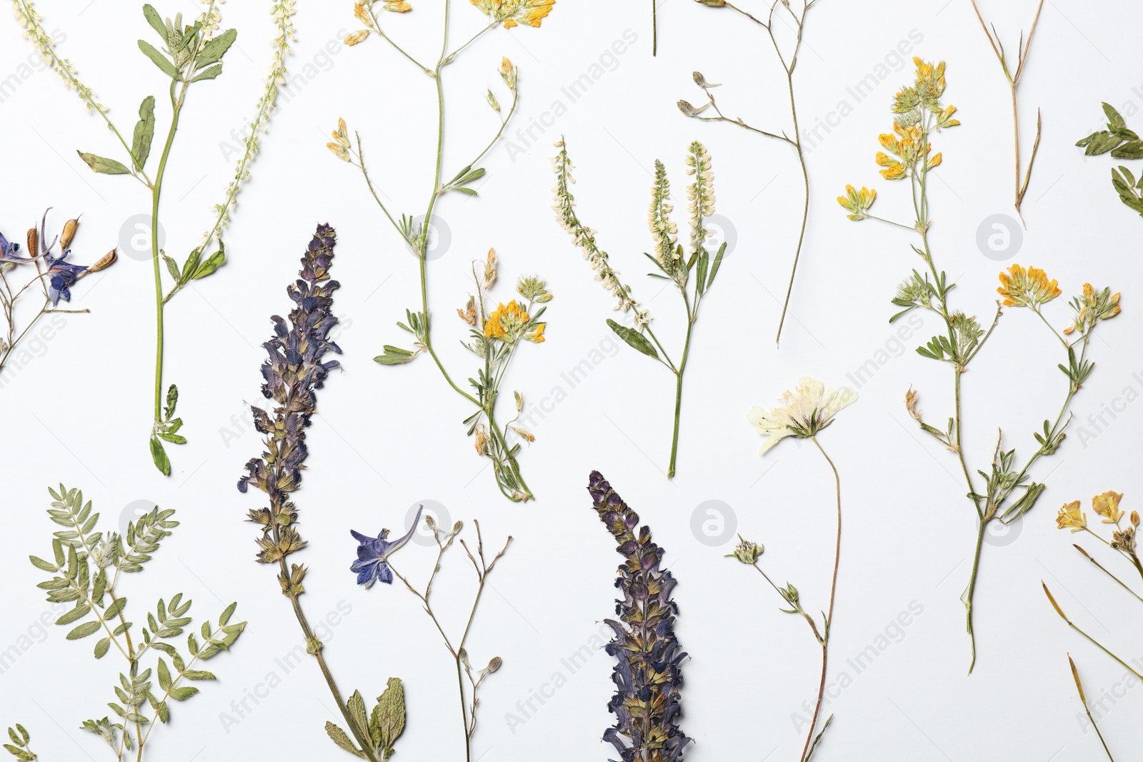 Photo of Wild dried meadow flowers on white background, top view