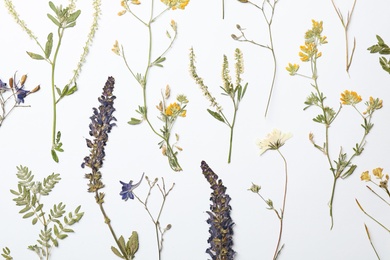 Photo of Wild dried meadow flowers on white background, top view