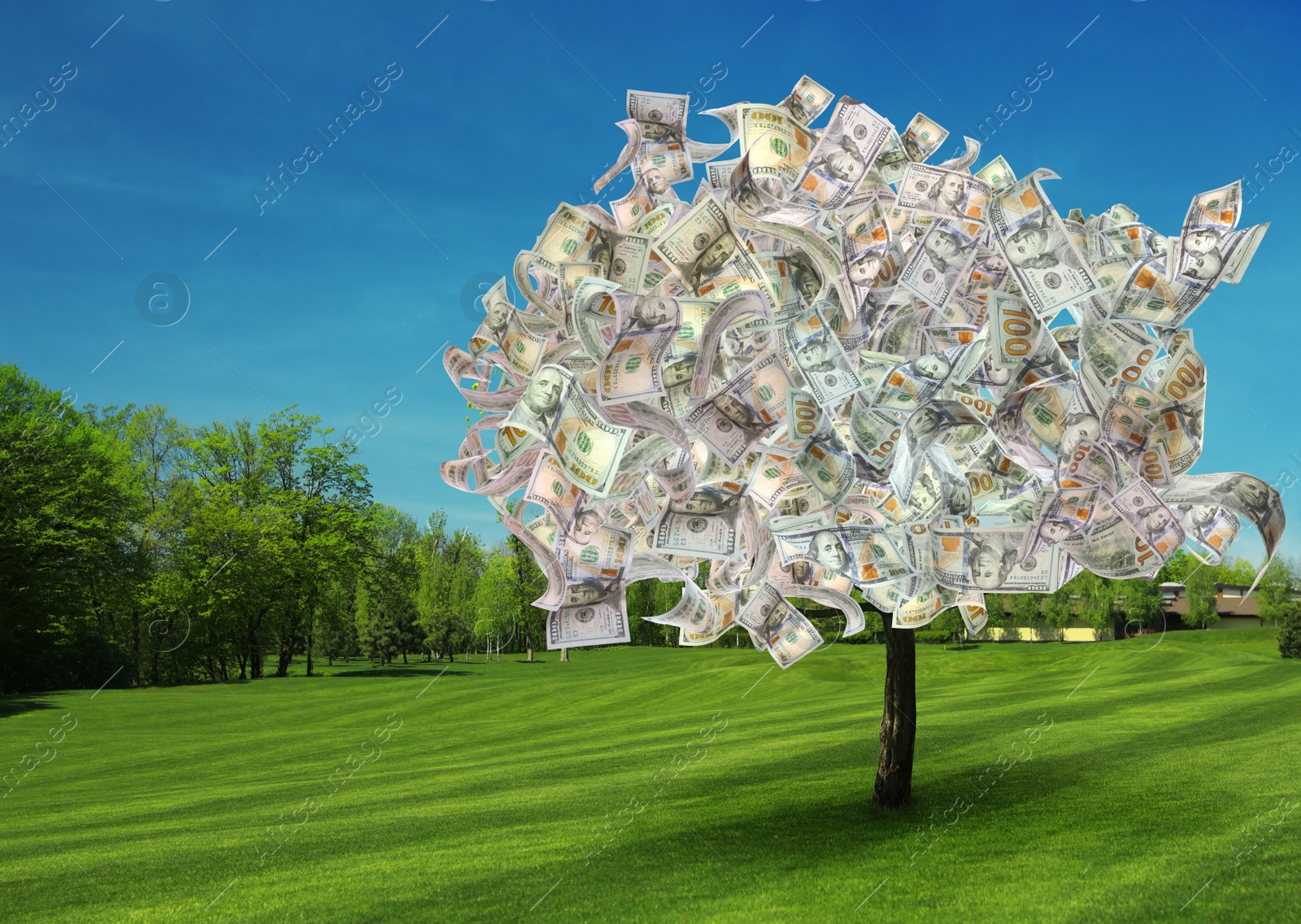 Image of Money tree on green lawn in park. Concept of financial growth and passive income