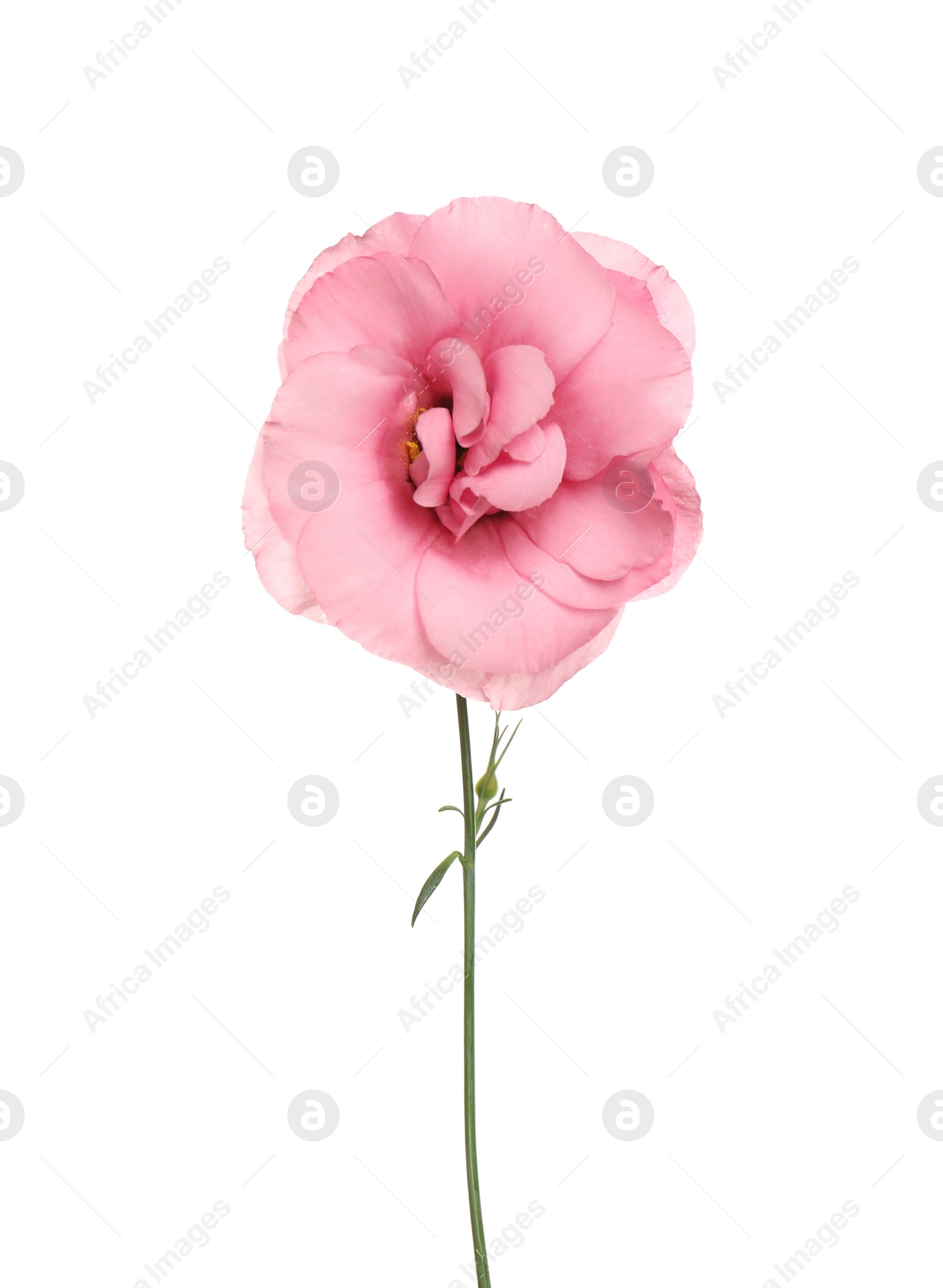 Photo of Beautiful fresh Eustoma flower isolated on white