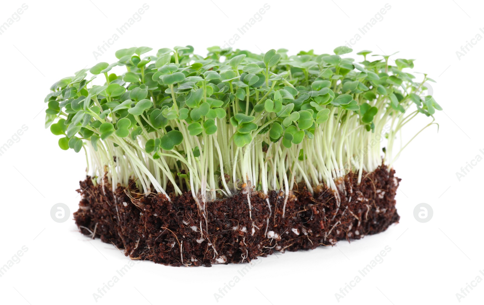 Photo of Fresh organic microgreen seeds on white background