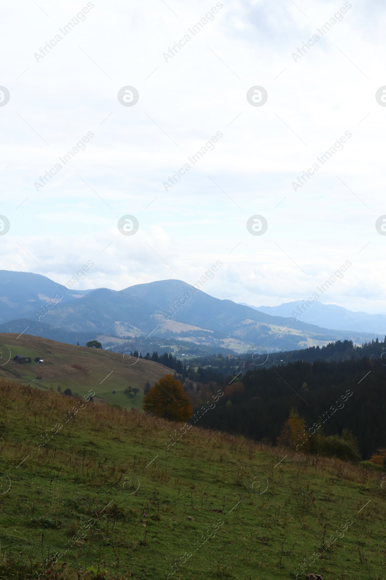 Photo of Beautiful mountain landscape with conifer forest and green hills
