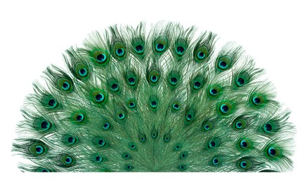 Image of Beautiful bright peacock feathers on white background