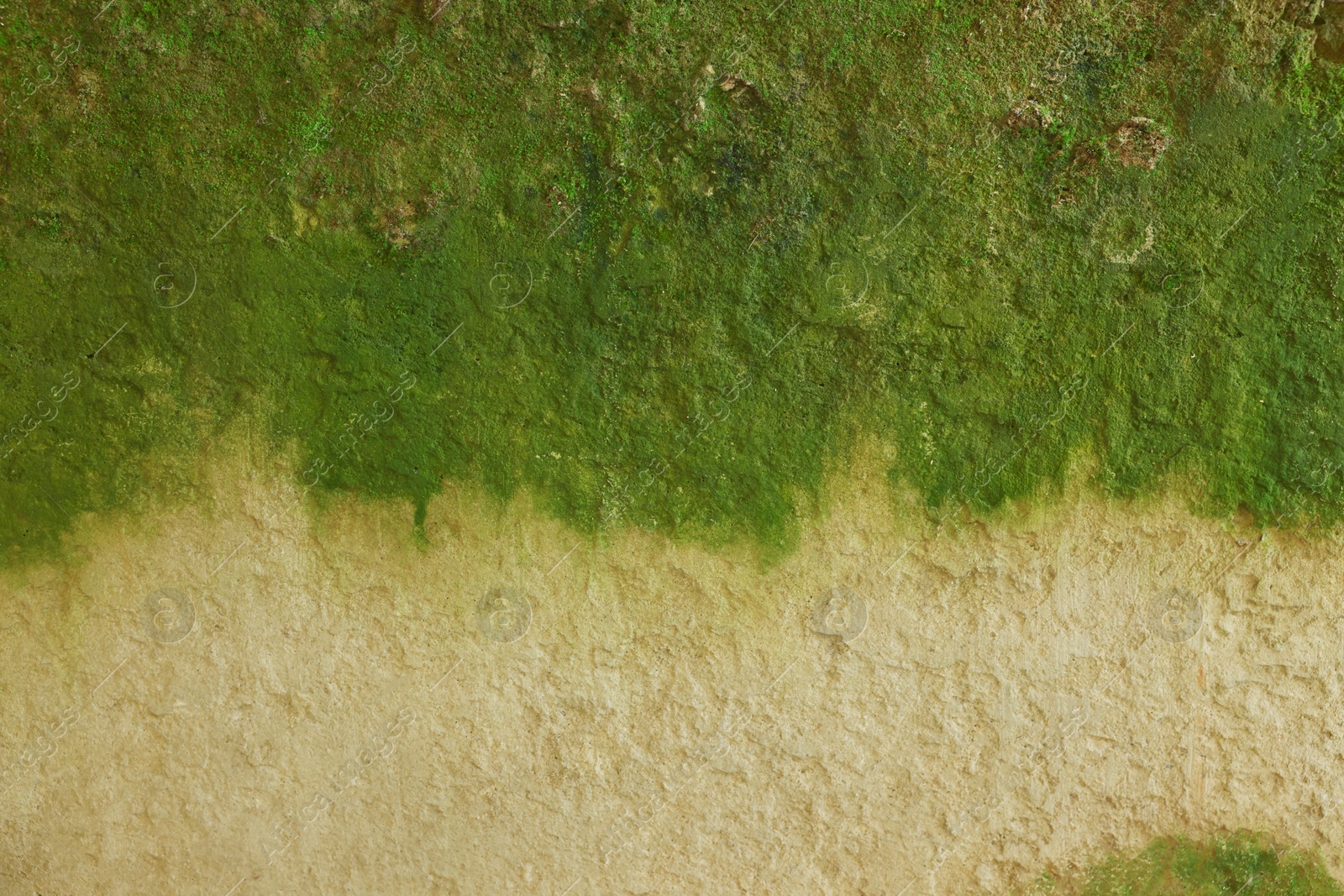 Photo of View of wall covered with green moss