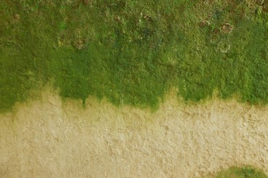 View of wall covered with green moss