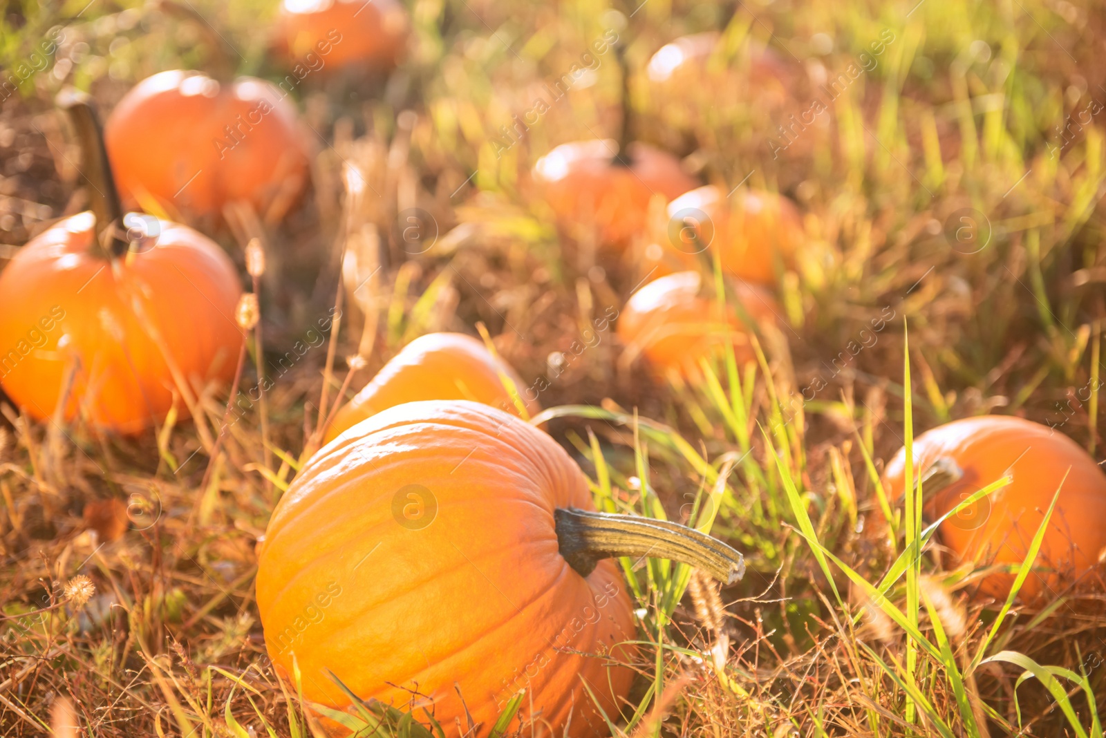 Photo of Many ripe orange pumpkins in field outdoors