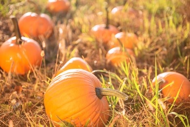 Many ripe orange pumpkins in field outdoors