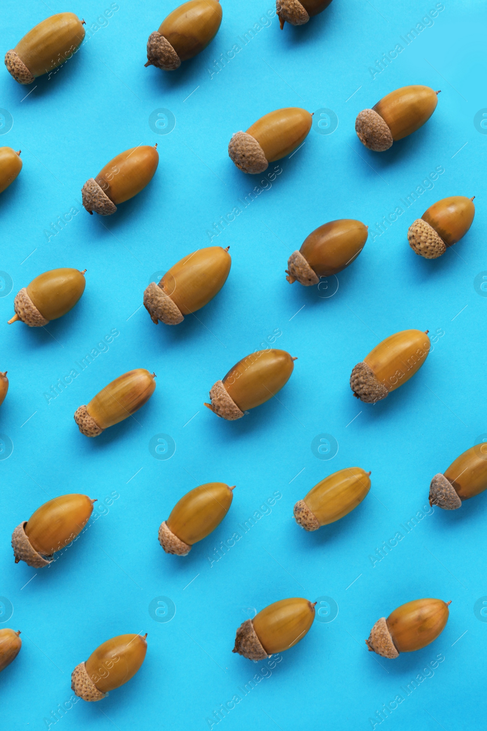 Photo of Many green acorns on light blue background, flat lay