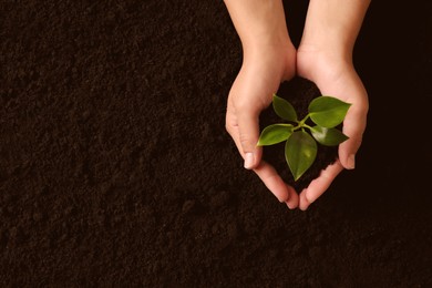 Photo of Woman holding seedling over soil, top view. Planting tree