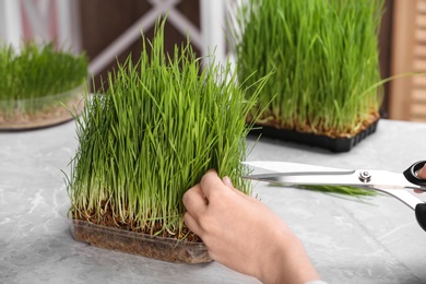 Woman cutting sprouted wheat grass with scissors at table, closeup