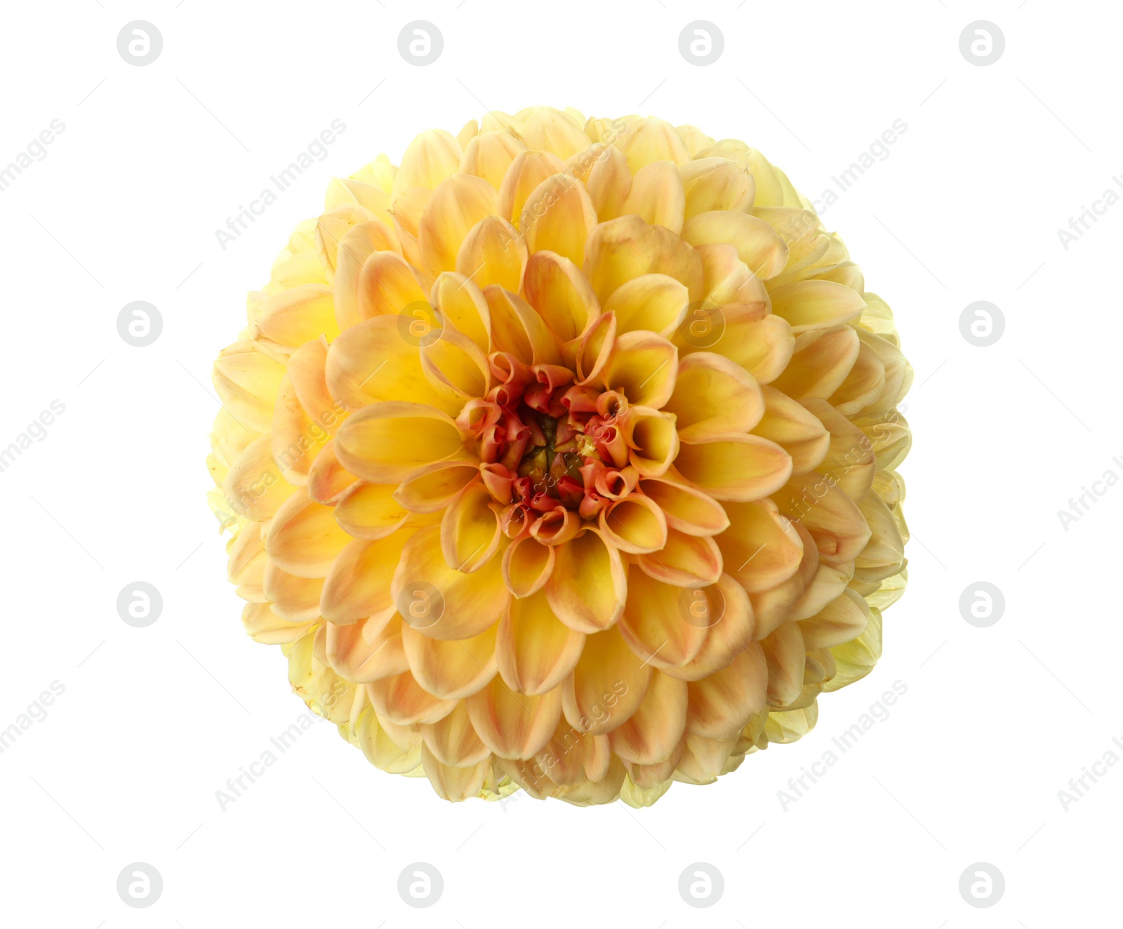 Photo of Beautiful yellow dahlia flower isolated on white