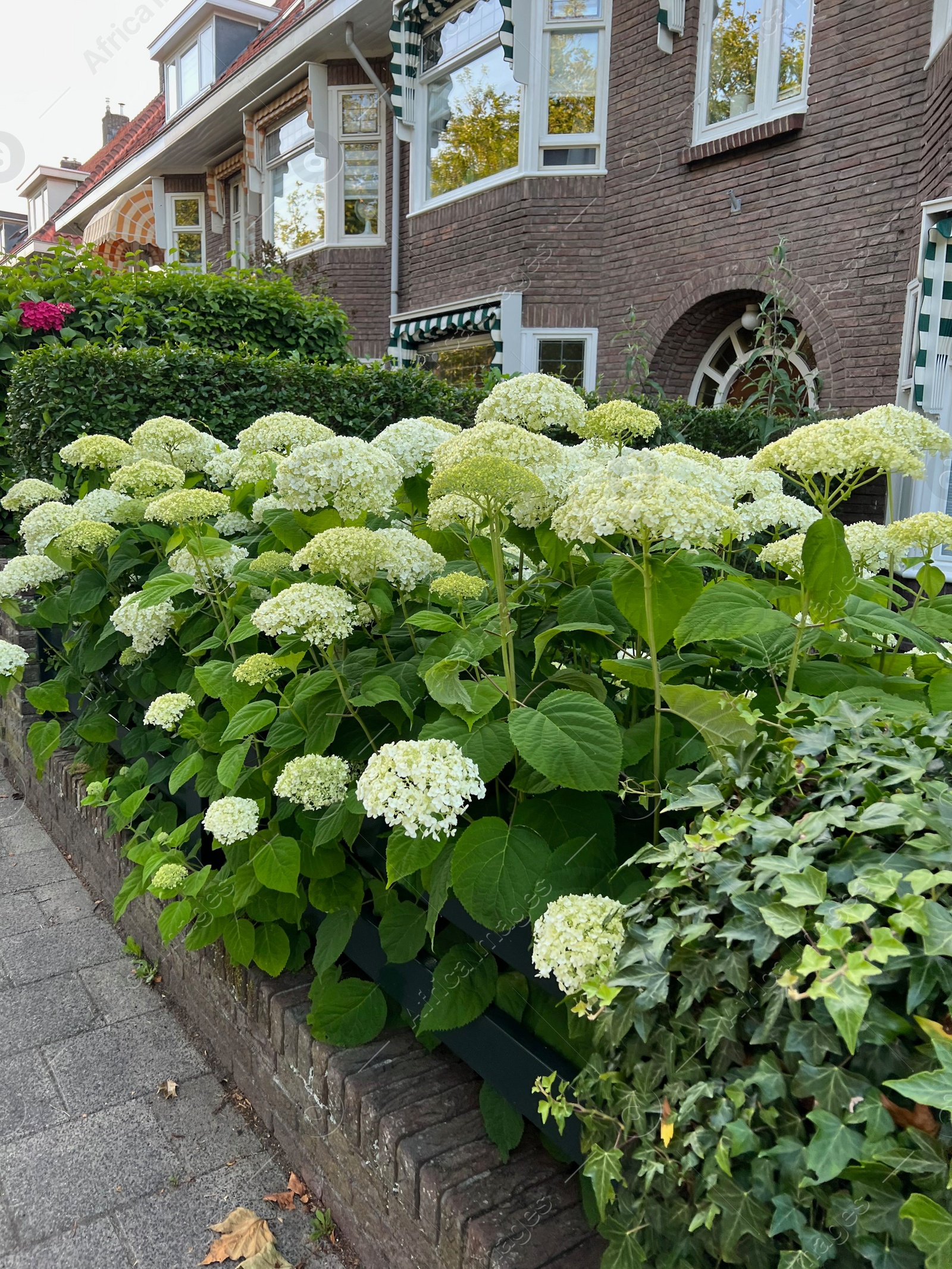 Photo of Hortensia plant with beautiful flowers growing outdoors