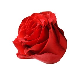 Photo of Beautiful fresh red rose isolated on white