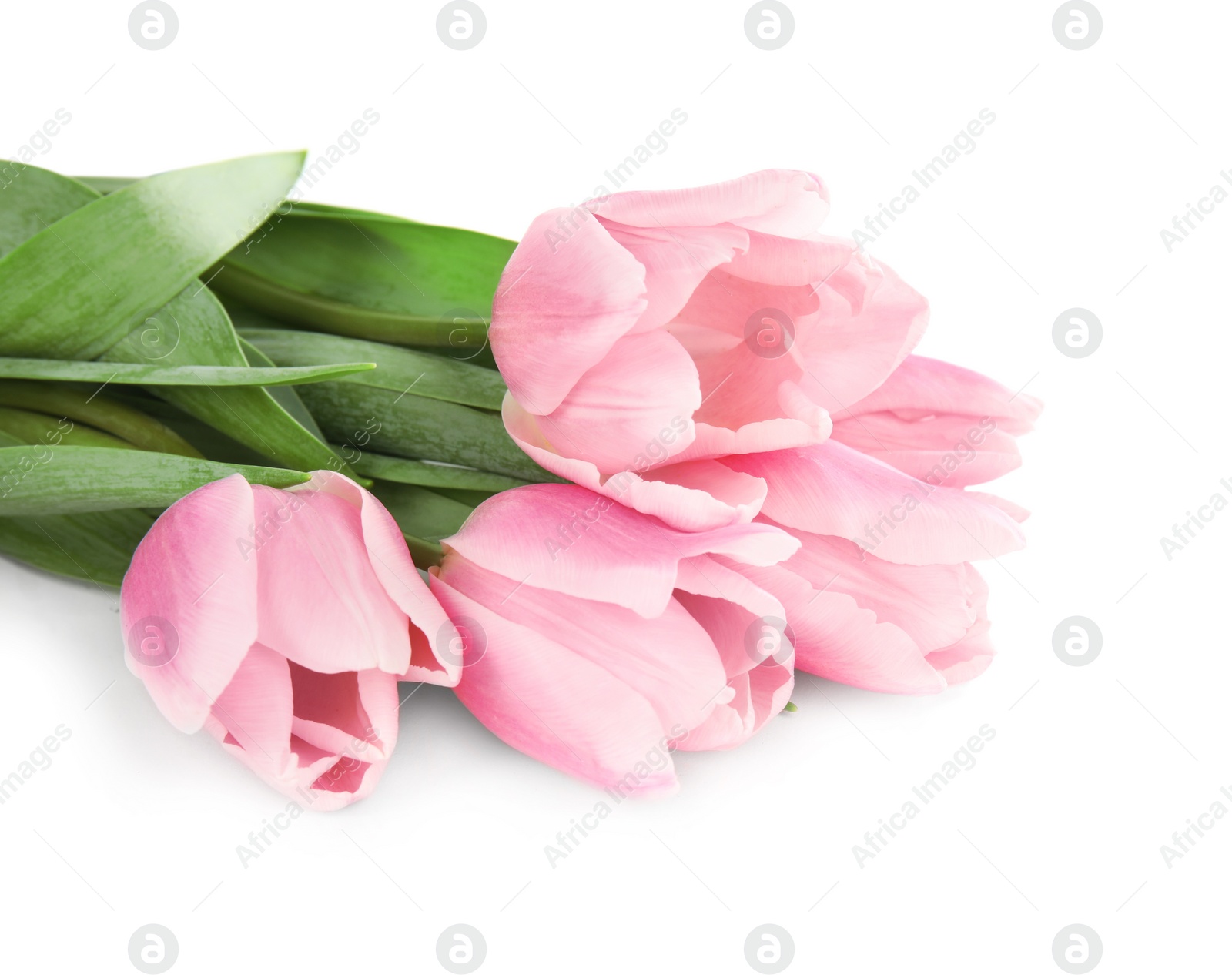 Photo of Beautiful pink spring tulips on white background