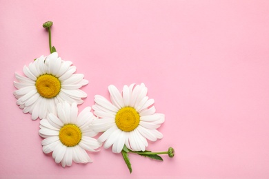 Layout with beautiful chamomile flowers on pink background, top view. Space for text