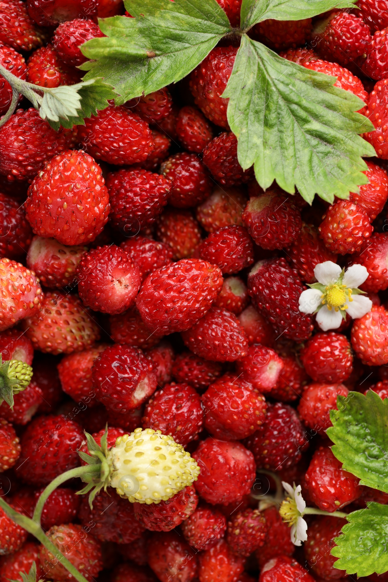 Photo of Many fresh wild strawberries, flowers and leaves as background, top view