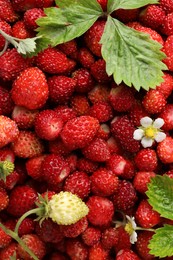 Many fresh wild strawberries, flowers and leaves as background, top view