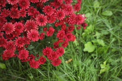 Beautiful blooming Chrysanthemum bush outdoors. Autumn flowers