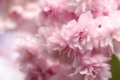 Photo of Beautiful pink sakura blossom on blurred background, closeup. Space for text