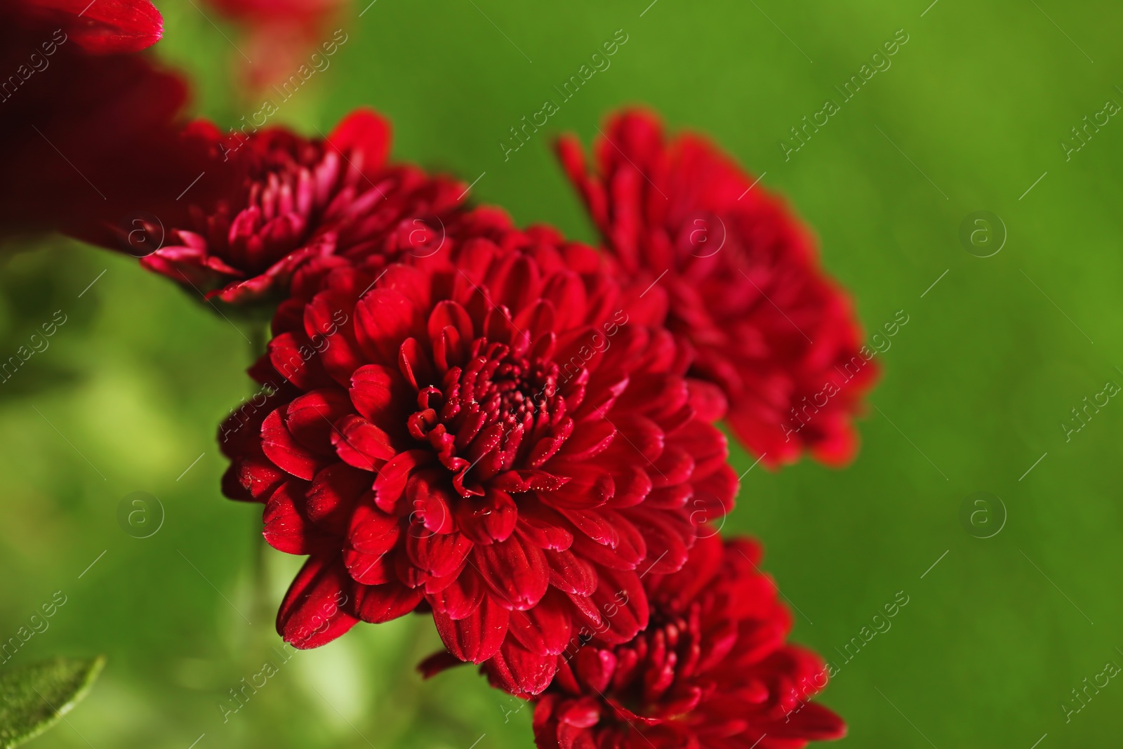 Photo of Beautiful chrysanthemum flowers against green background, closeup