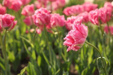 Photo of Beautiful colorful tulips growing in flower bed, closeup. Space for text