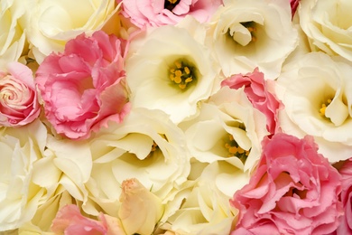 Photo of Beautiful blooming Eustoma flowers as background, closeup