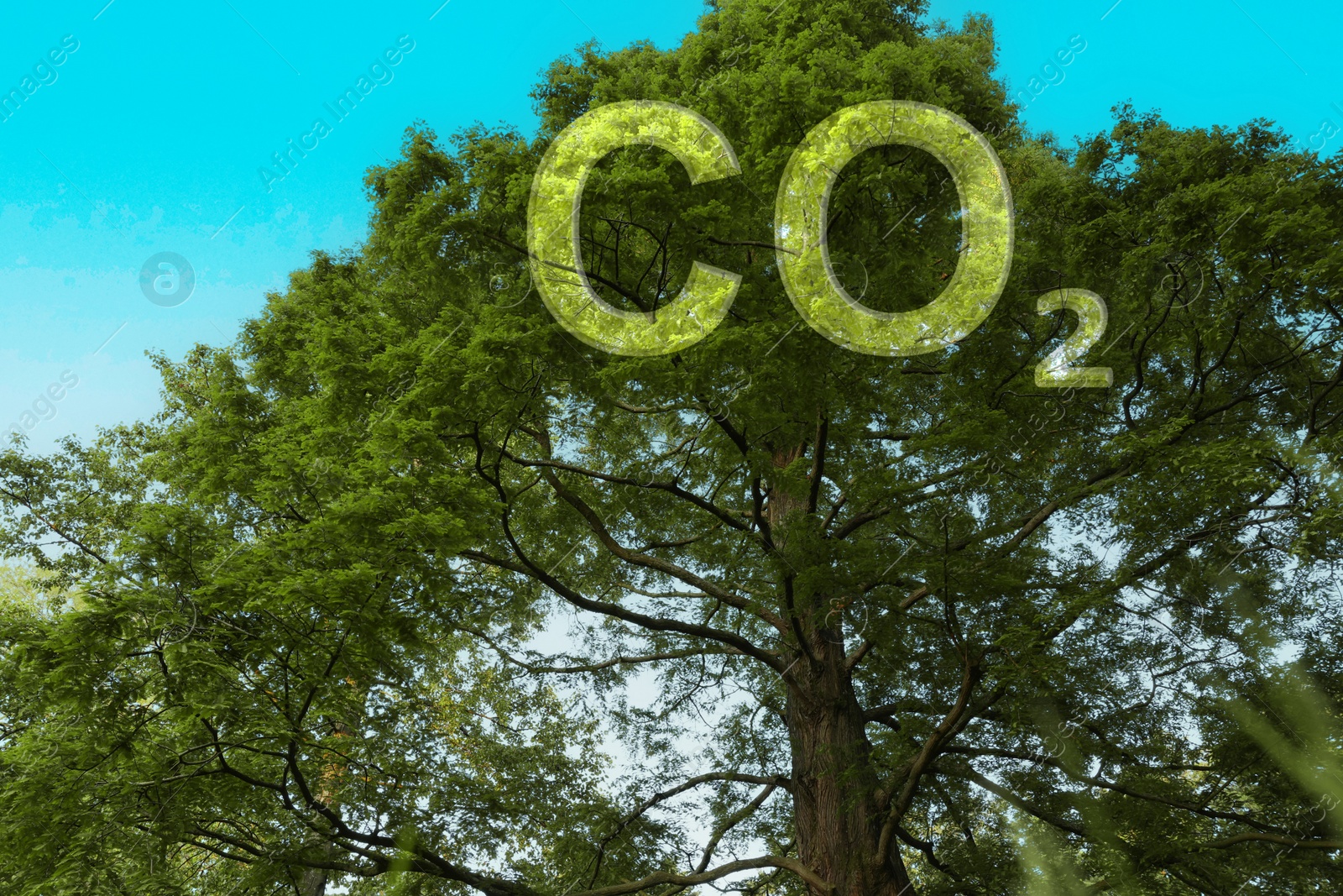 Image of Concept of clear air. CO2 inscription and beautiful green tree under blue sky, low angle view