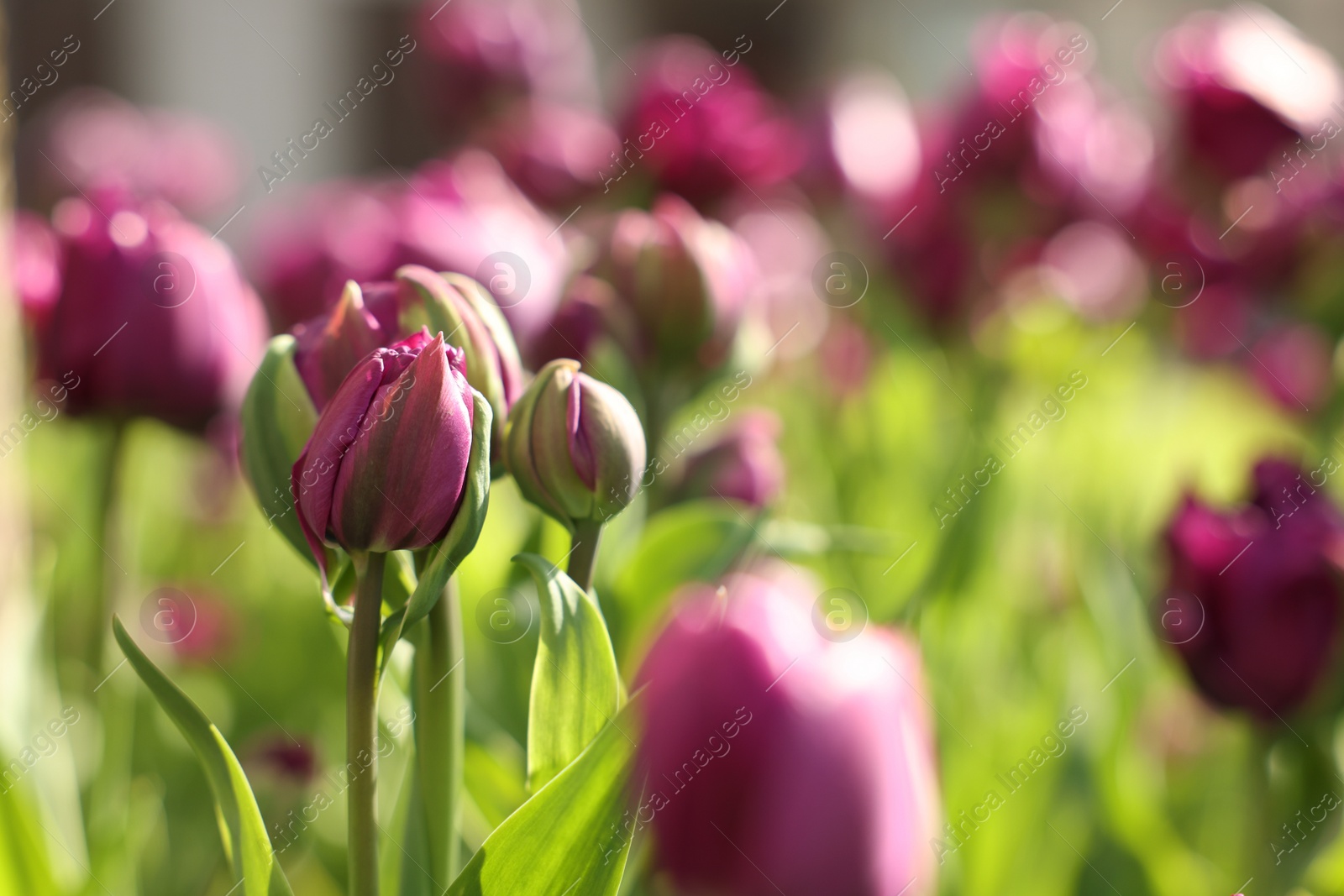 Photo of Beautiful colorful tulips growing in flower bed, selective focus. Space for text