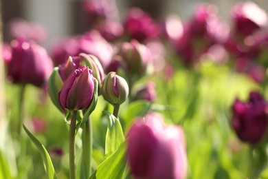 Photo of Beautiful colorful tulips growing in flower bed, selective focus. Space for text