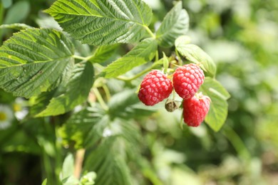 Photo of Red raspberries growing on bush outdoors, closeup