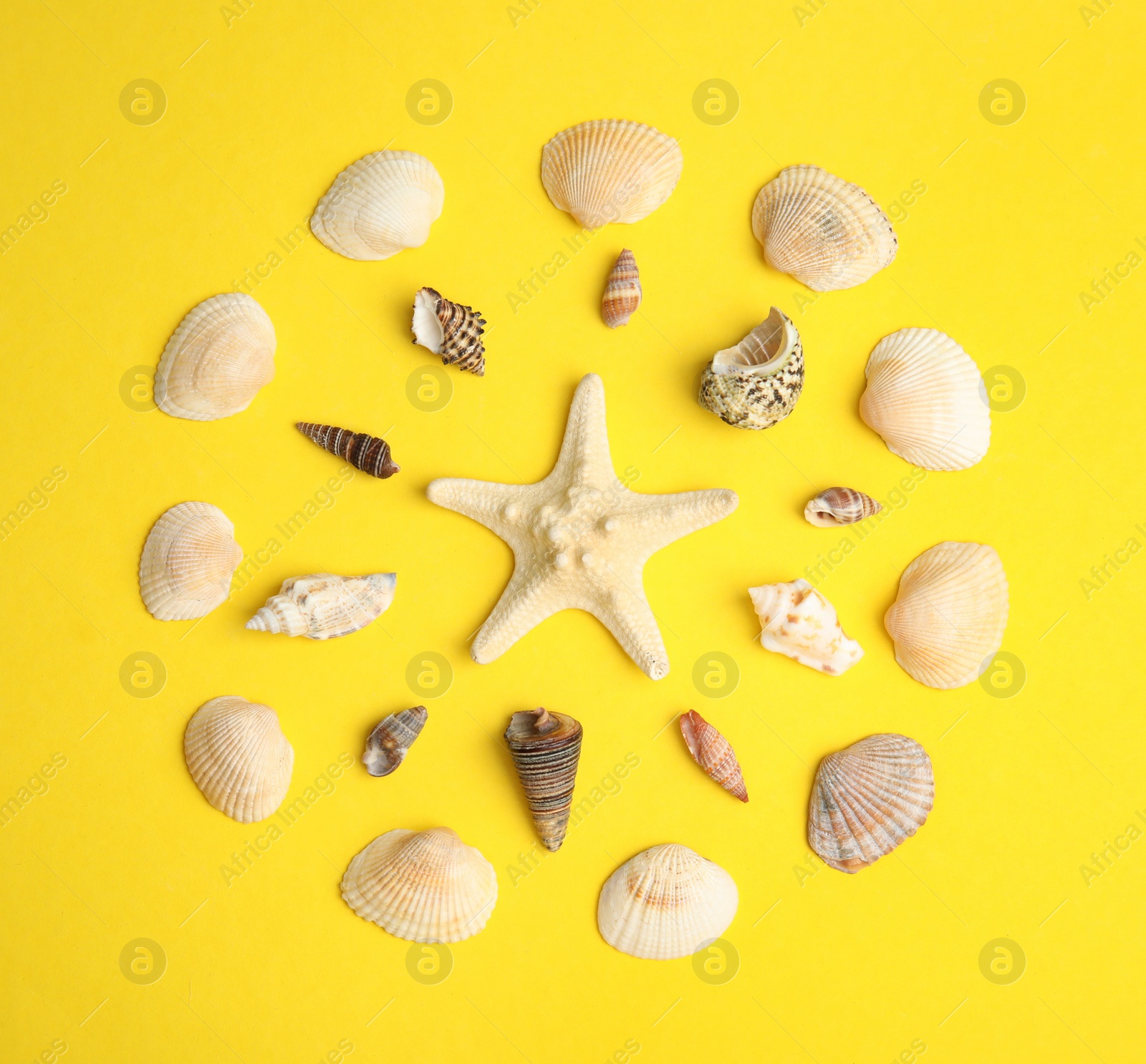 Photo of Different beautiful sea shells on yellow background, flat lay