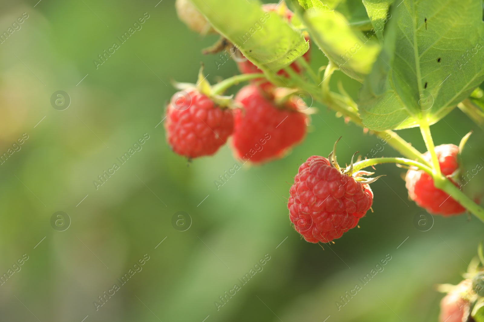 Photo of Raspberry bush with tasty ripe berries in garden, closeup