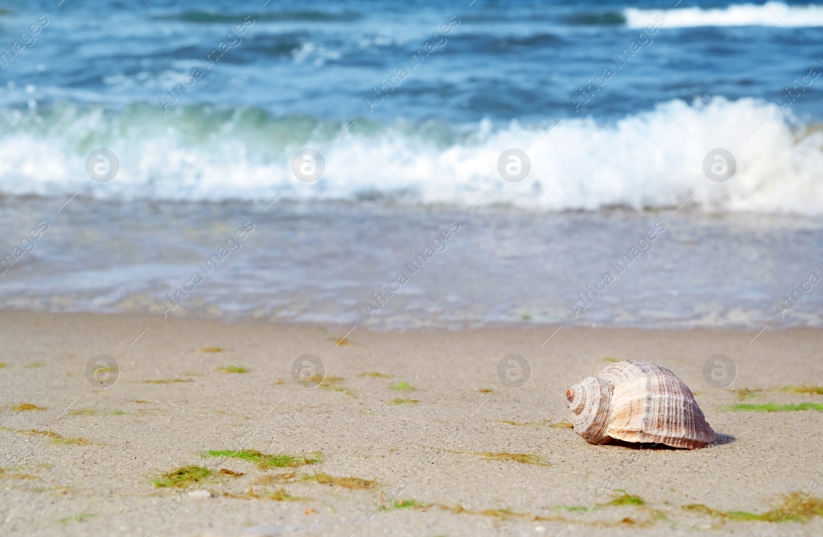 Photo of Shell on sand at sea shore. Summertime