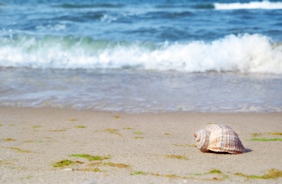 Photo of Shell on sand at sea shore. Summertime