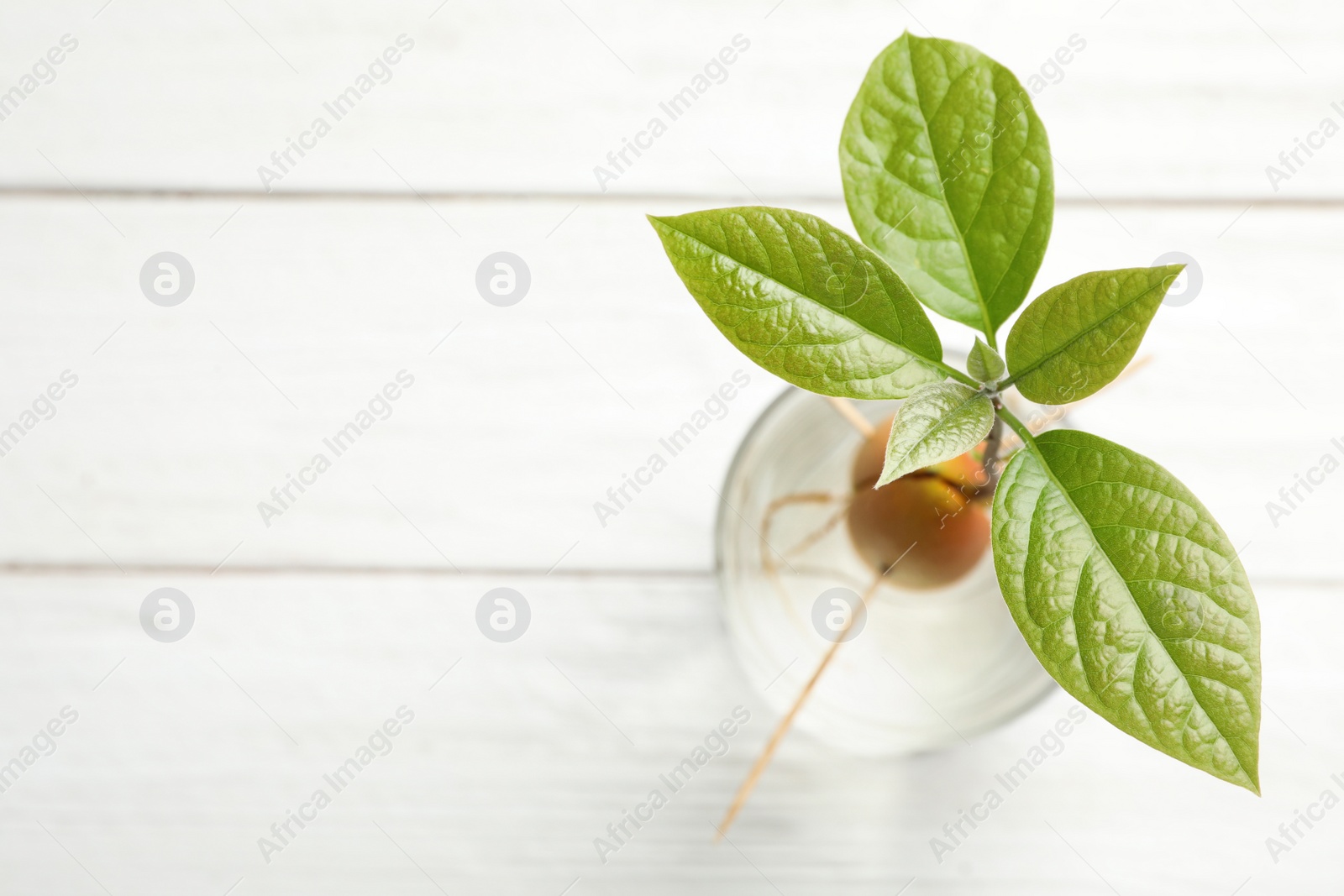 Photo of Glass with sprouted avocado on white wooden table, above view. Space for text