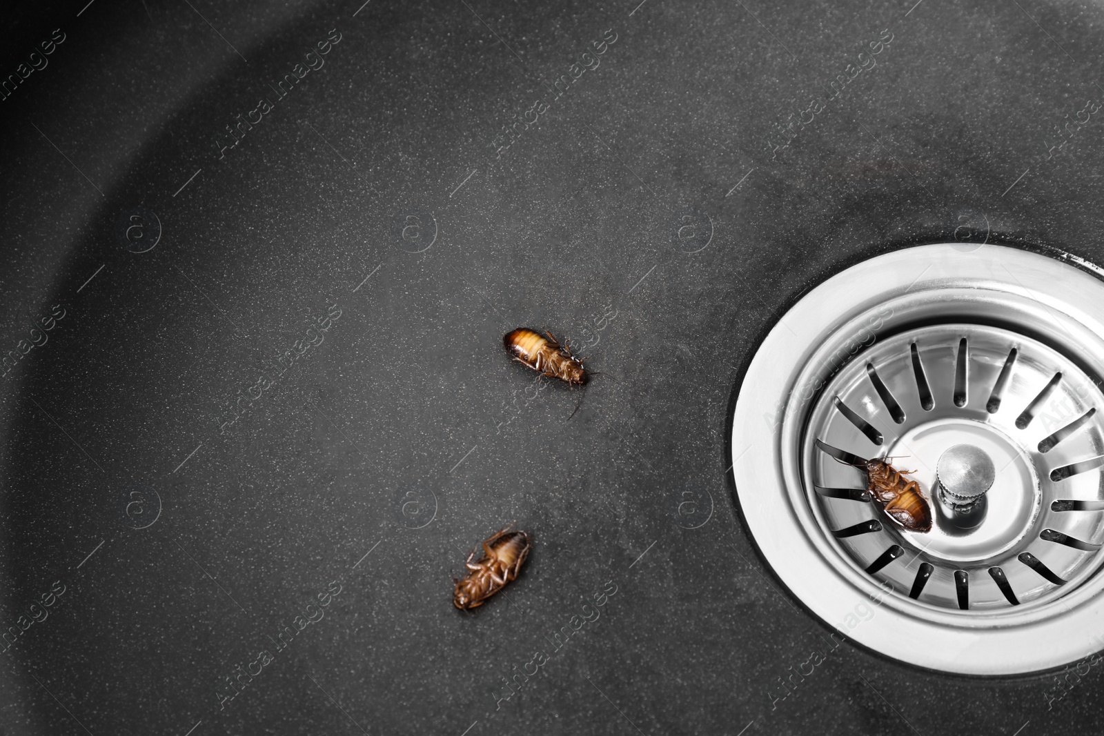 Photo of Dead cockroaches in sink, above view. Pest control