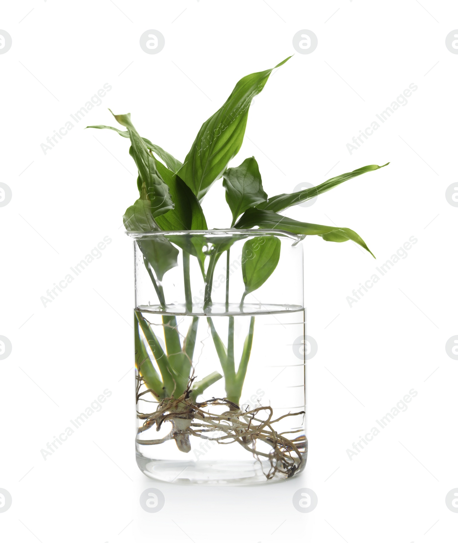 Photo of Beaker with exotic plants isolated on white. Organic chemistry