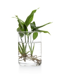 Beaker with exotic plants isolated on white. Organic chemistry