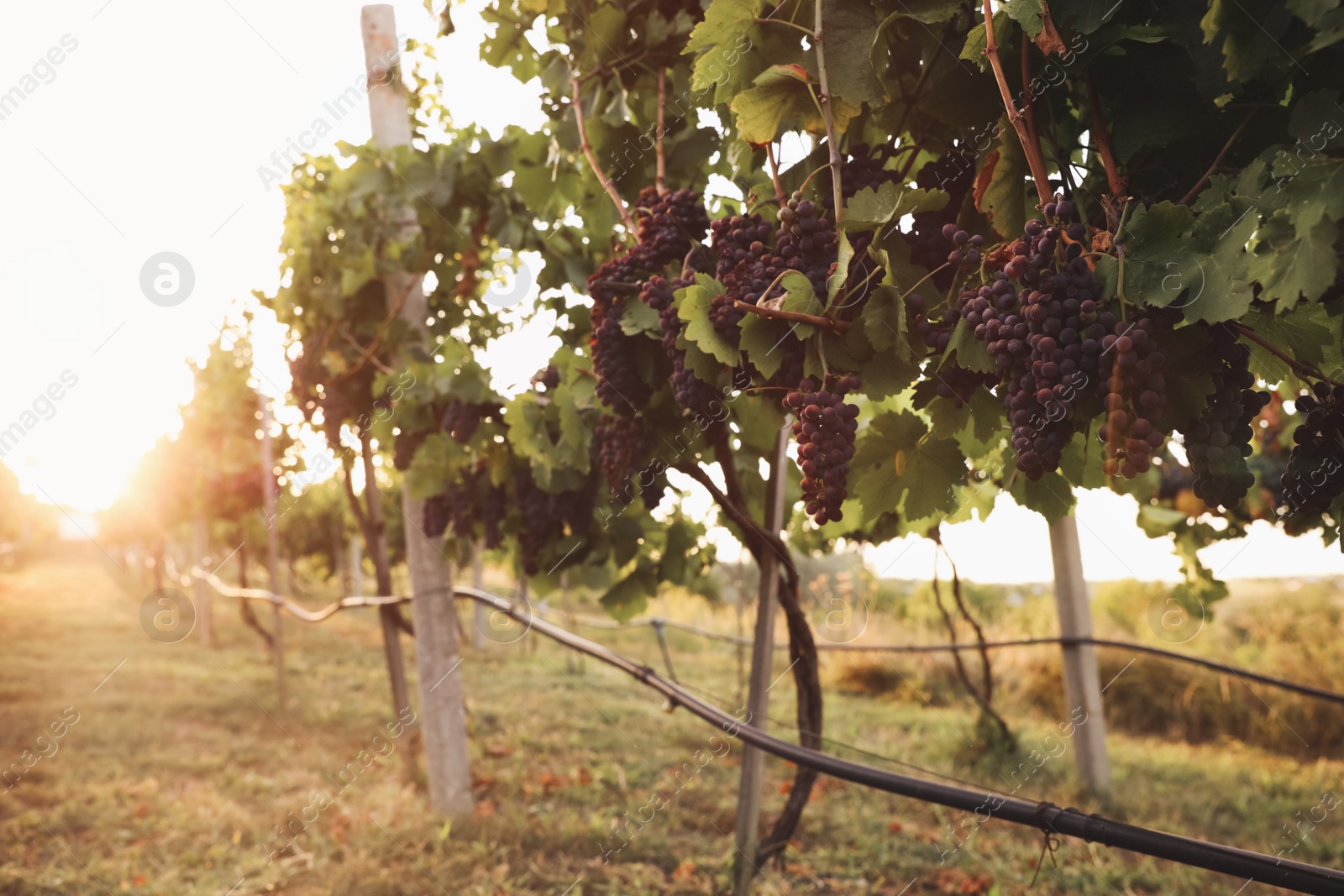 Photo of Delicious ripe grapes in vineyard. Harvest season