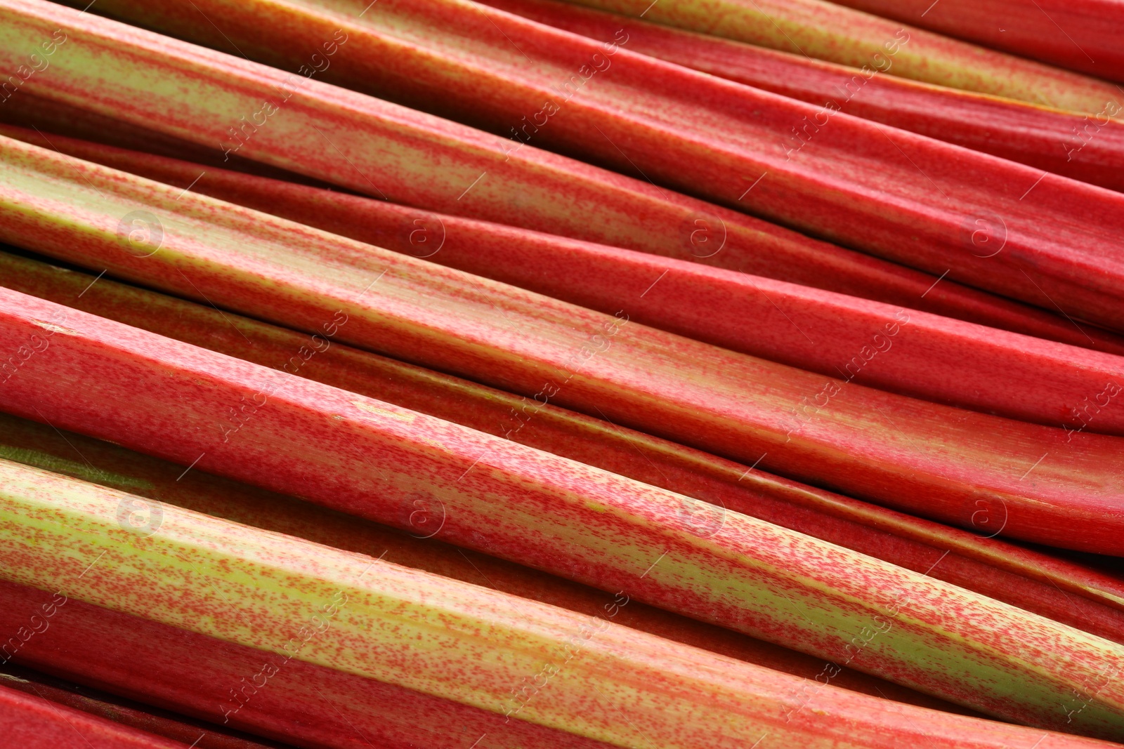 Photo of Fresh ripe rhubarb stalks as background, closeup