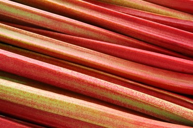 Fresh ripe rhubarb stalks as background, closeup