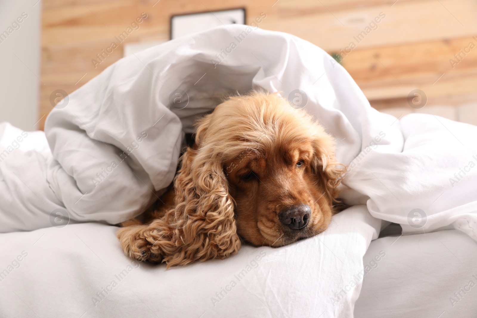 Photo of Cute English cocker spaniel covered with soft blanket on bed