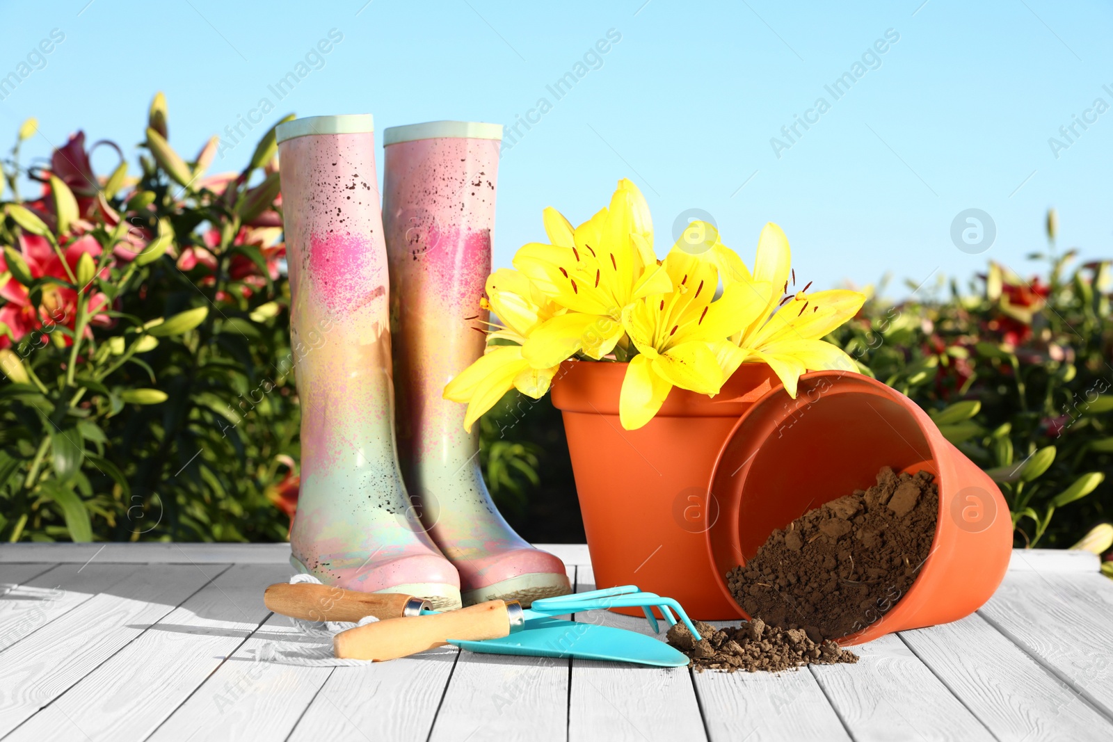 Photo of Gardening tools, rubber boots and lilies on white wooden table in flower field