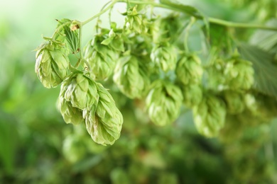 Fresh green hops on bine against blurred background. Beer production