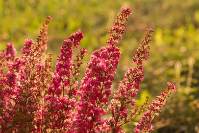 Heather shrub with beautiful blooming flowers outdoors on sunny day, closeup