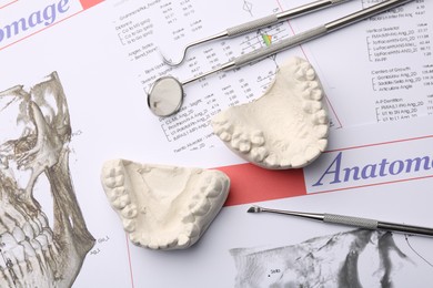 Photo of Dental model with gums and dentist tools on anatomy charts, flat lay. Cast of teeth