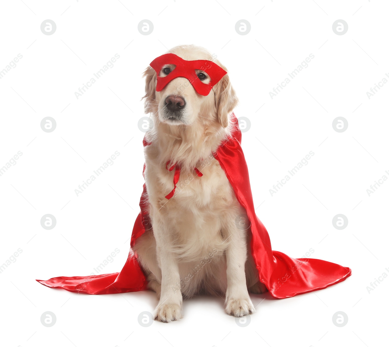 Photo of Adorable dog in red superhero cape and mask on white background