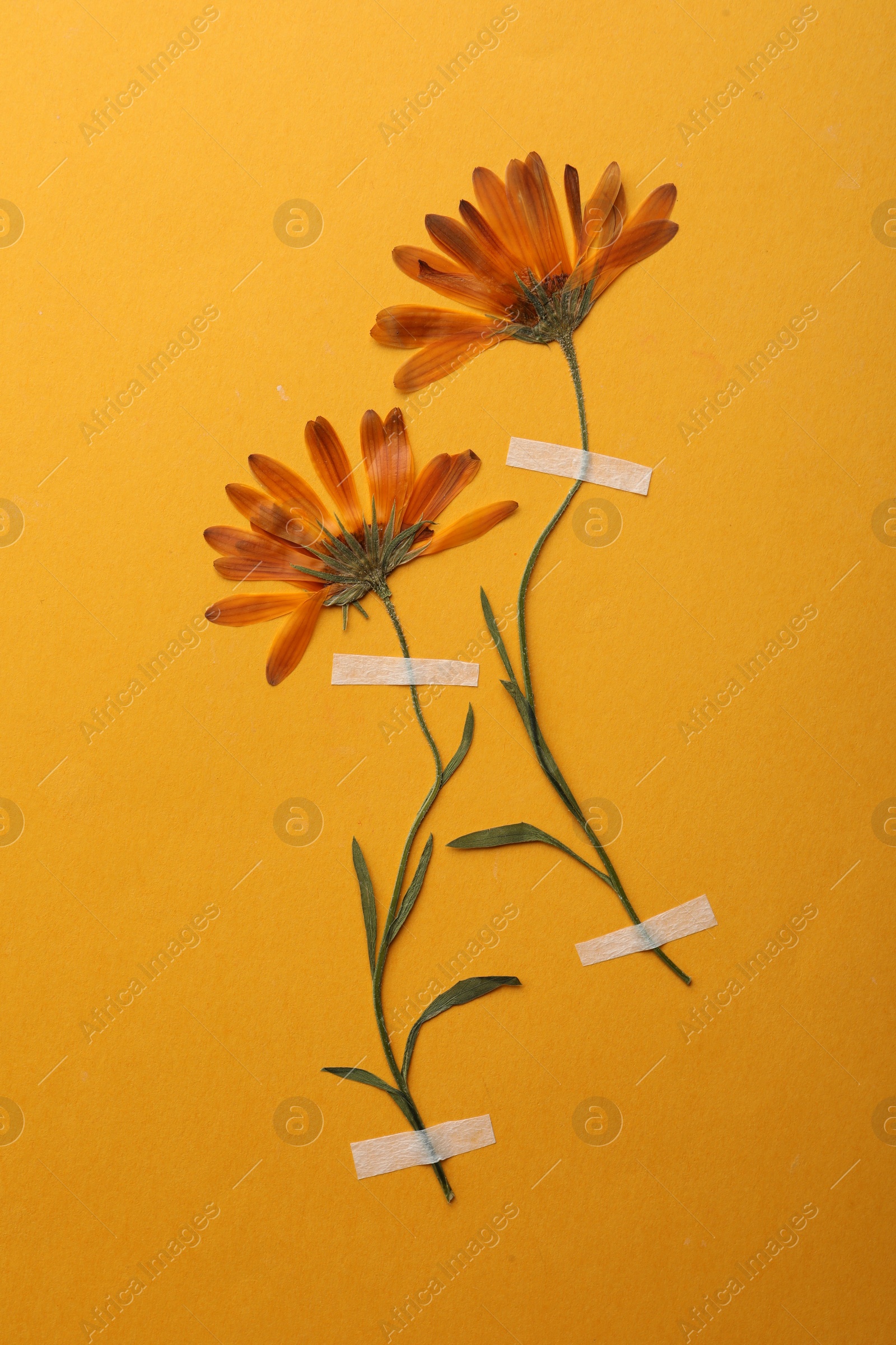 Photo of Wild pressed dried flowers on orange background. Beautiful herbarium